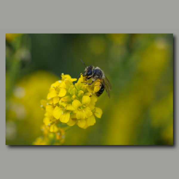 Fleißiges Bienchen