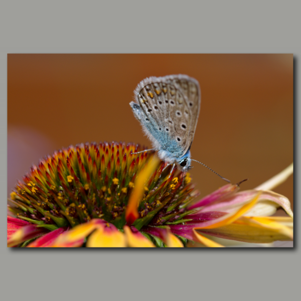 Mariposa en sombrero naranja