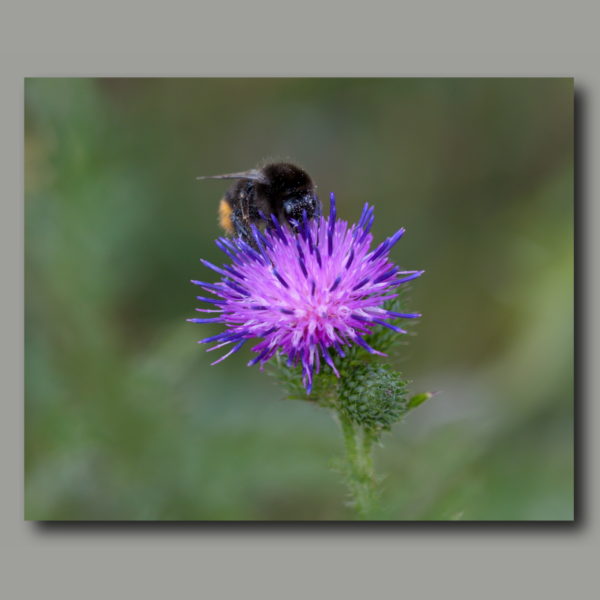 Hummel auf einer Distel