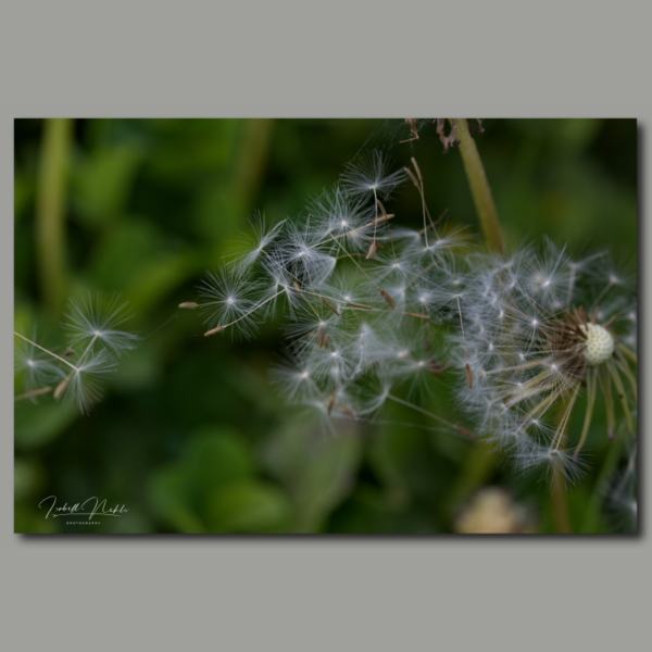 El viento