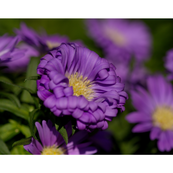 Aster – Bild 2