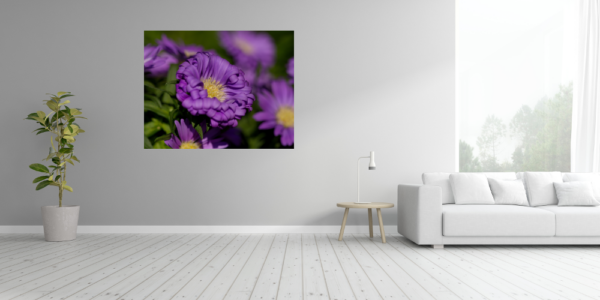 Aster – Bild 4