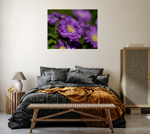 Aster – Bild 6