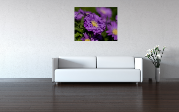 Aster – Bild 8