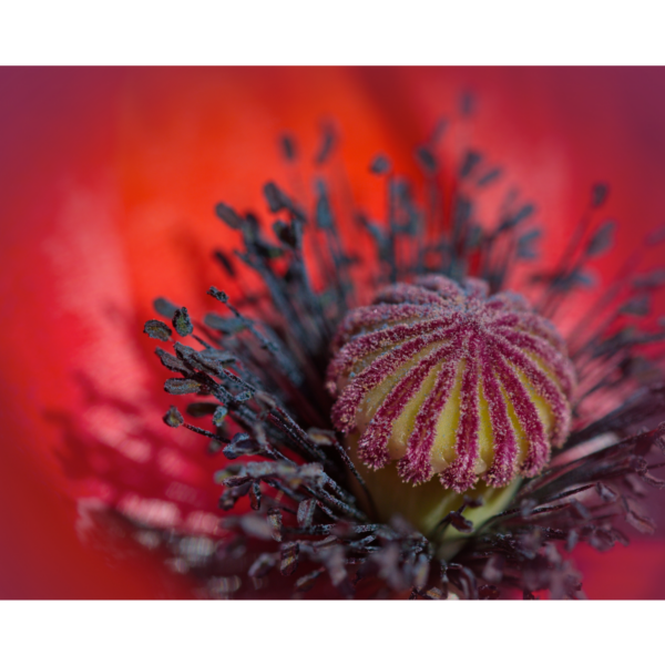 Mohn in rot - Image 2