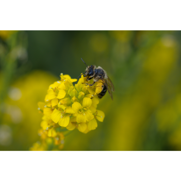 Fleißiges Bienchen – Bild 2