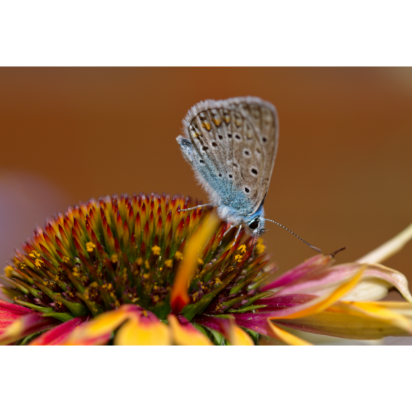 Schmetterling auf orangenem Sonnenhut - Imagen 2