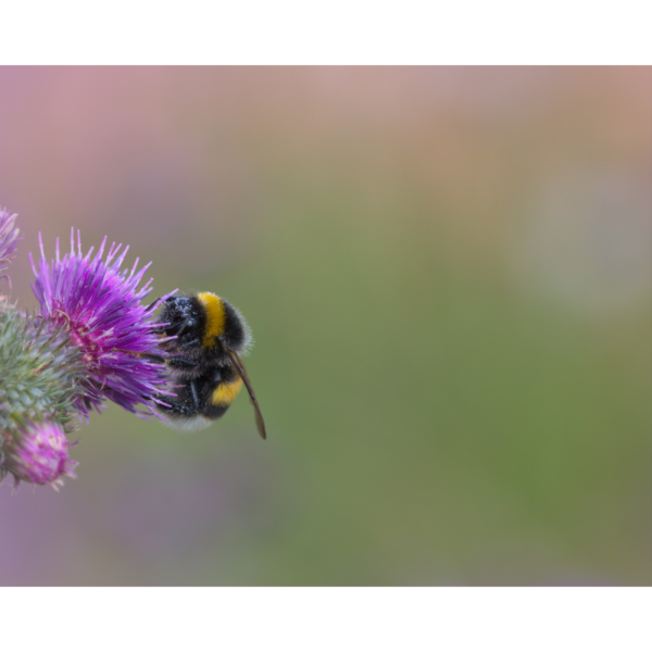 Hummel am Morgen - Image 2