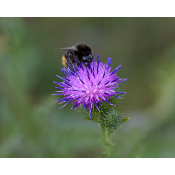 Hummel auf einer Distel – Bild 2