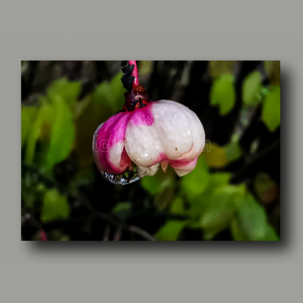 Seed capsule