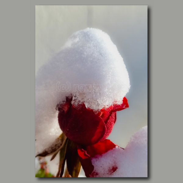 Rose mit Schnee