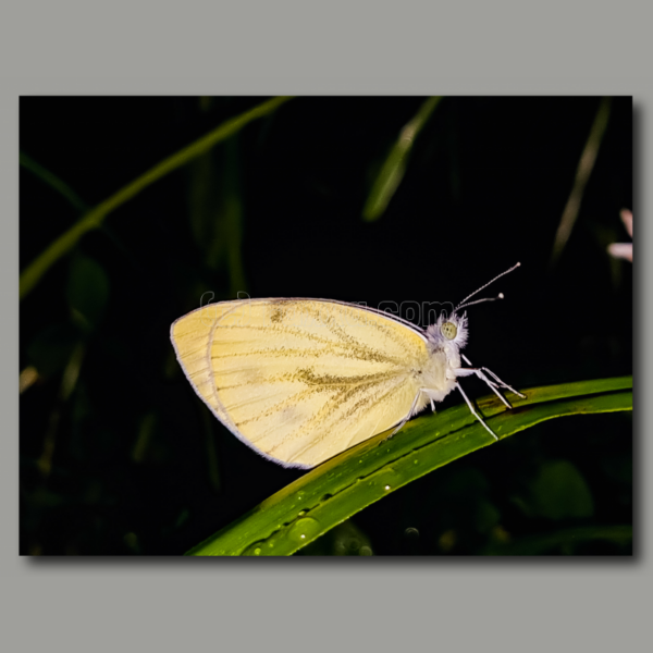 Farfalla addormentata