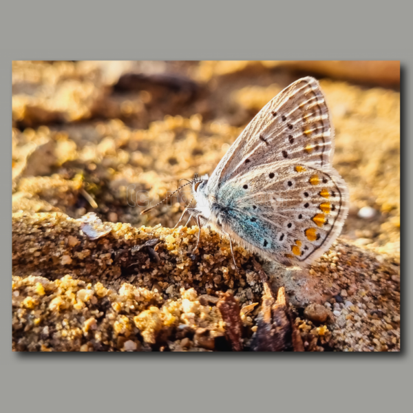 Papillon prenant un bain de soleil