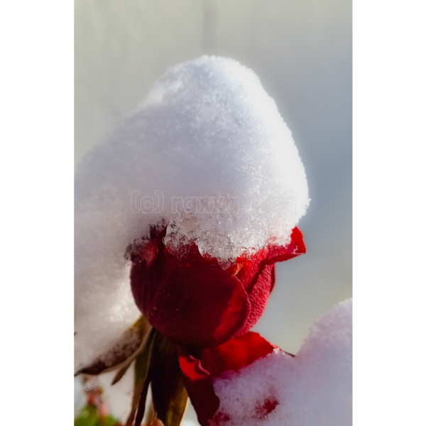 Rose mit Schnee – Bild 2