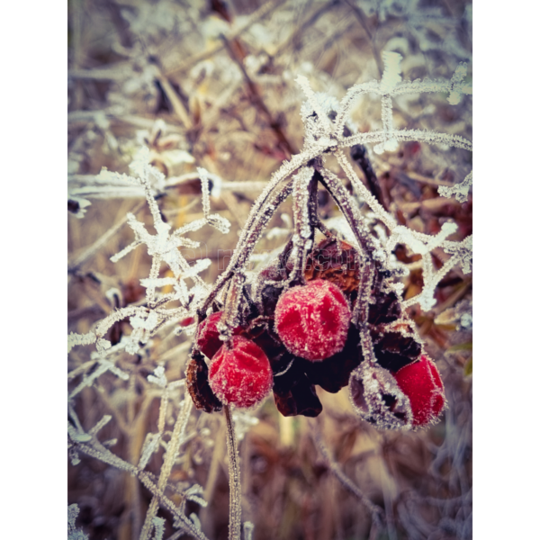 Beeren mit Frost - Imagen 2