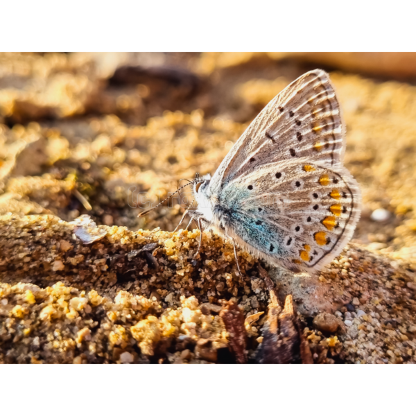 Schmetterling beim Sonnen baden – Image 2