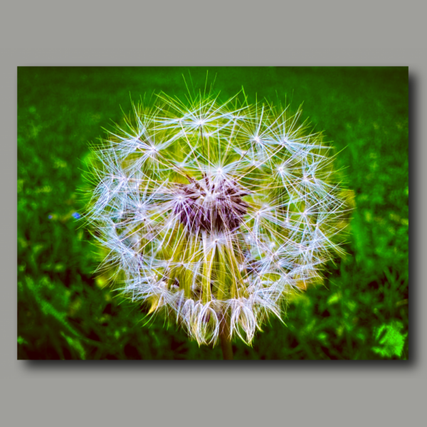 Poster: Dandelion