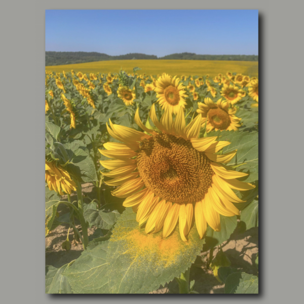 Poster: Sun flowers