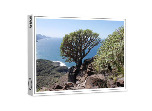 raxxa Premium-Puzzle: Gran Canaria Drachenbaum bzw. Sukkulente