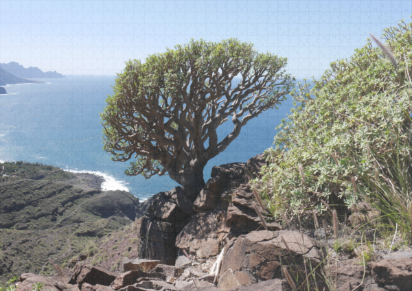 raxxa Premium-Puzzle: Gran Canaria Drachenbaum bzw. Sukkulente – Bild 2