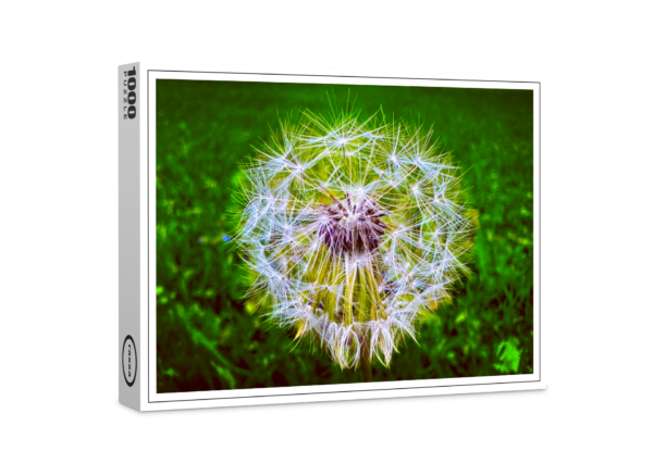 raxxa Premium-Puzzle: Dandelion