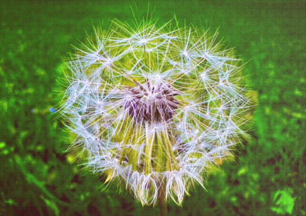 raxxa Premium-Puzzle: Dandelion – Bild 2