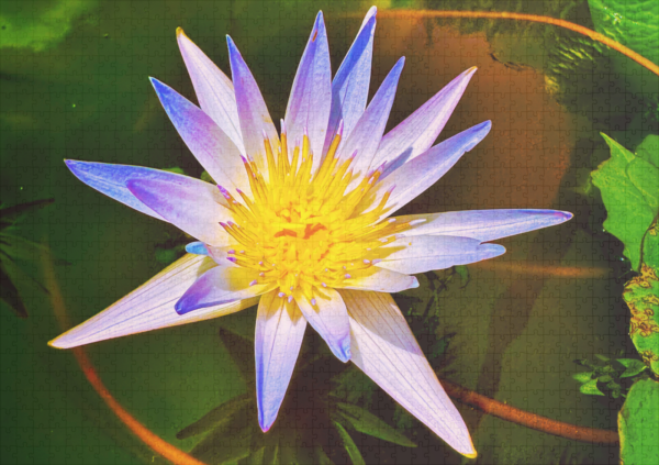 raxxa Premium-Puzzle: Water lily - Imagen 2