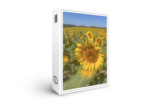 Puzzle premium raxxa : Sun flowers