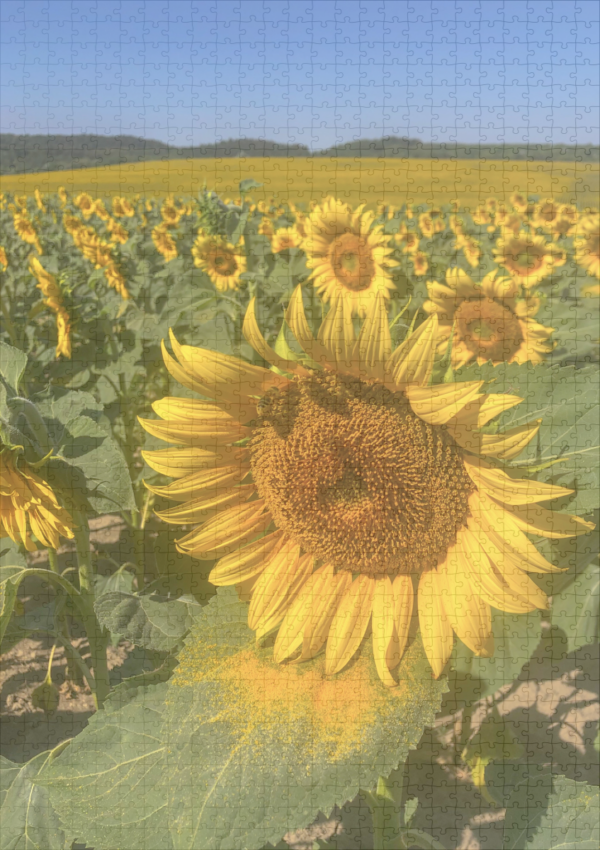 raxxa Premium-Puzzle: Sun flowers – Image 2