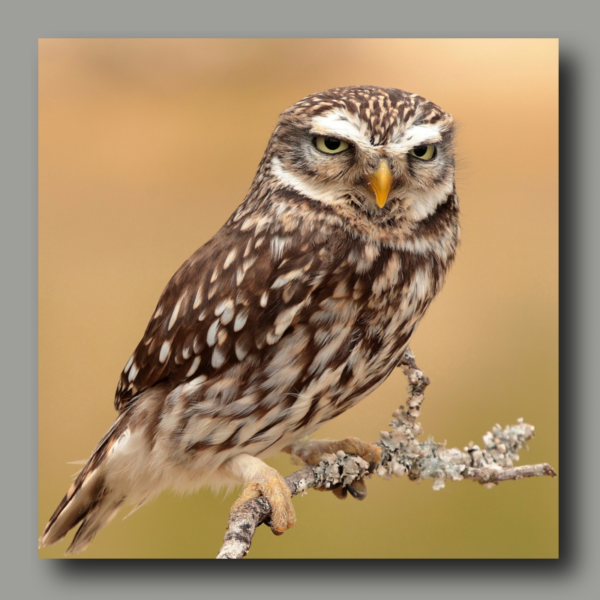 Poster: Little owl