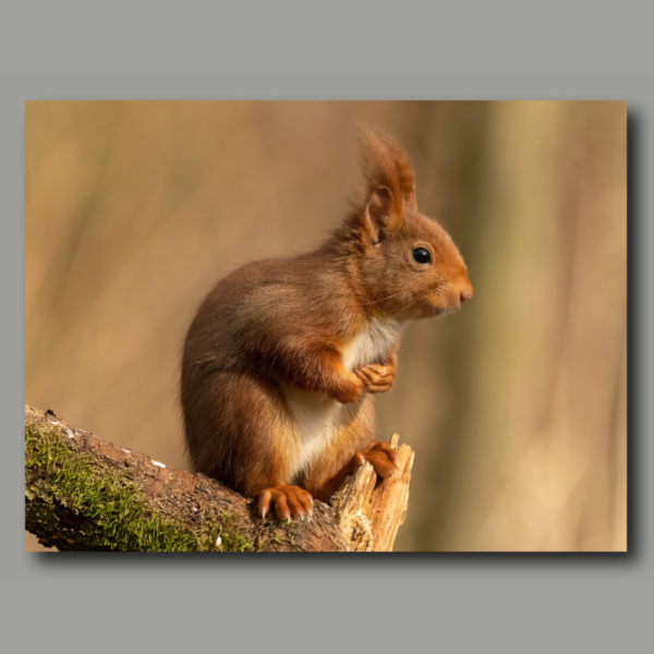 Poster: Eichhörnchen wo sind die Nüsse