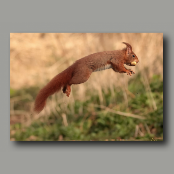 Poster: Squirrel in flight