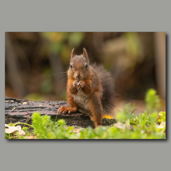 Poster: Eichhörnchen Neugierig