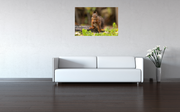 Poster: Eichhörnchen Neugierig – Bild 5