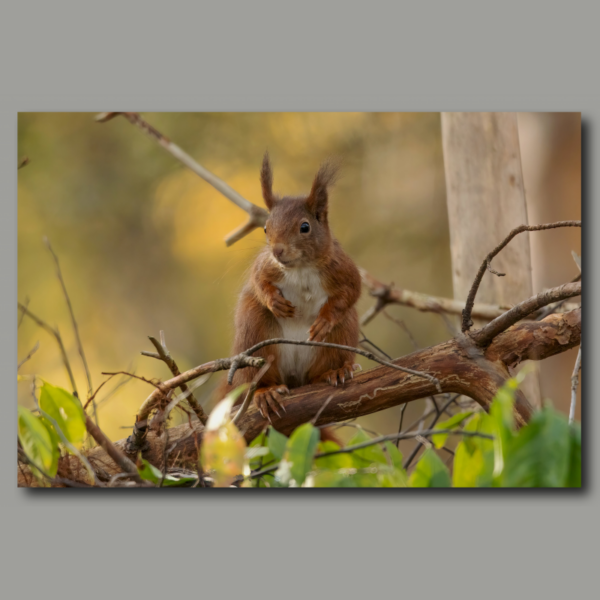 Poster: Eichhörnchen im Geäst