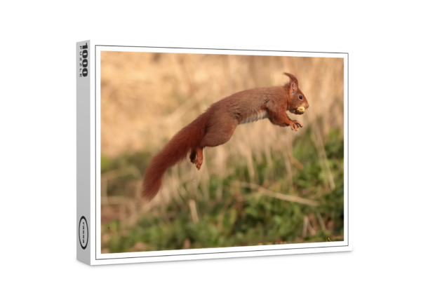 raxxa premium puzzle: Squirrel in flight