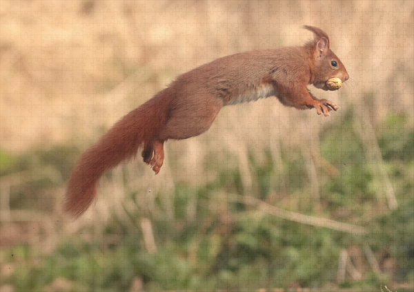 raxxa Premium-Puzzle: Eichhörnchen im Flug - Image 2