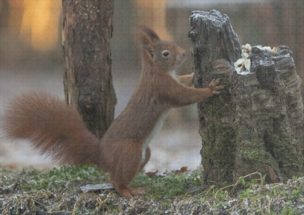 raxxa Premium-Puzzle: Eichhörnchen im Winter - Image 2