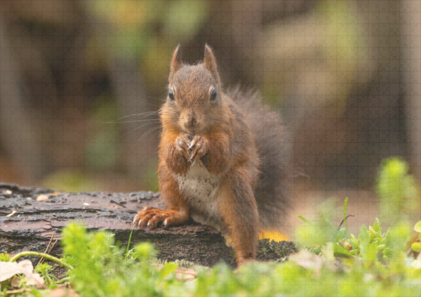 raxxa Premium-Puzzle: Eichhörnchen Neugierig – Bild 2