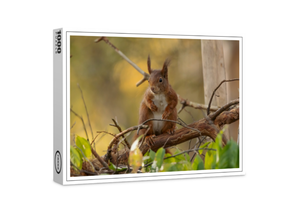 raxxa premium puzzle: Squirrel in the branches