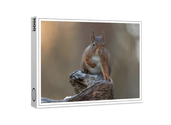 raxxa Premium Puzzle: Squirrel I didn't do it