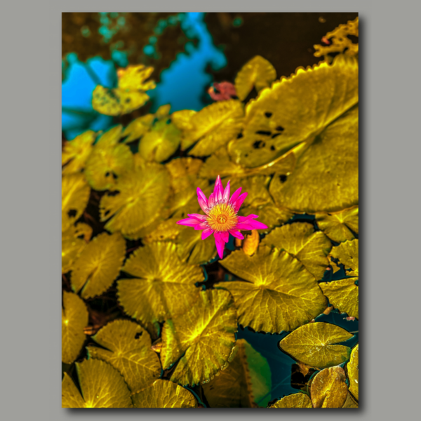 Poster: Pink water lily