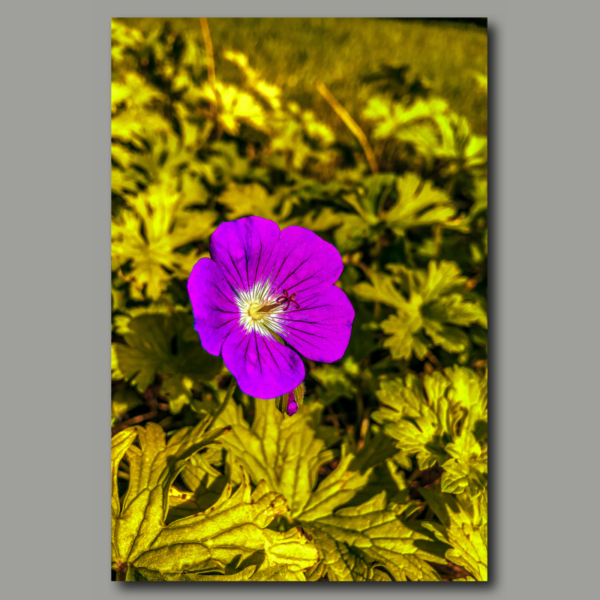 Poster: Purple flower