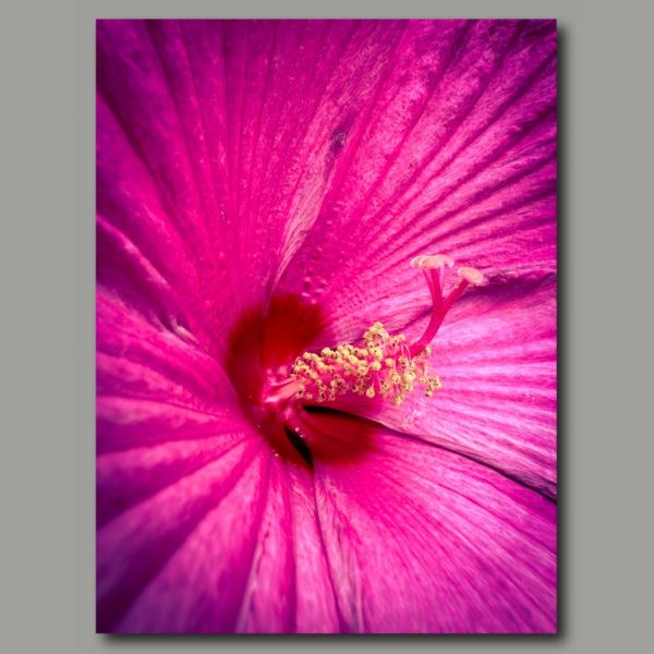 Poster: Pink flower