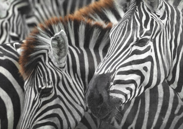 raxxa Premium-Puzzle: Zebra Kopf - Image 2