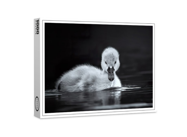 Puzzle premium raxxa : bébé cygne