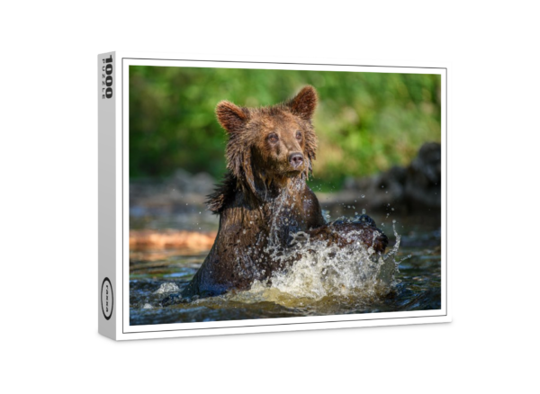 raxxa premium puzzle: Brown bear