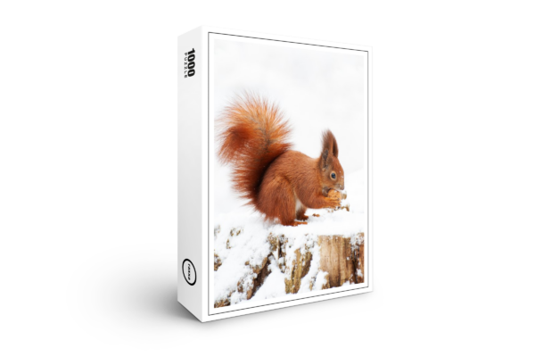 raxxa premium puzzle: Red squirrel in winter