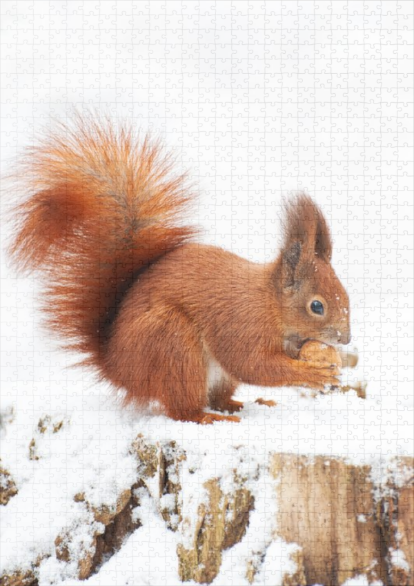 raxxa Premium-Puzzle: Rotes Eichhörnchen im Winter - Image 2