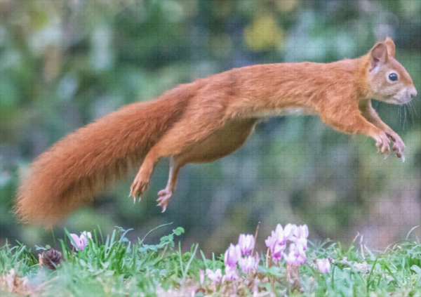 raxxa Premium-Puzzle: Springer hörnchen - Imagen 2